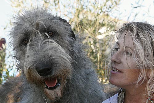 Irish Wolfhound